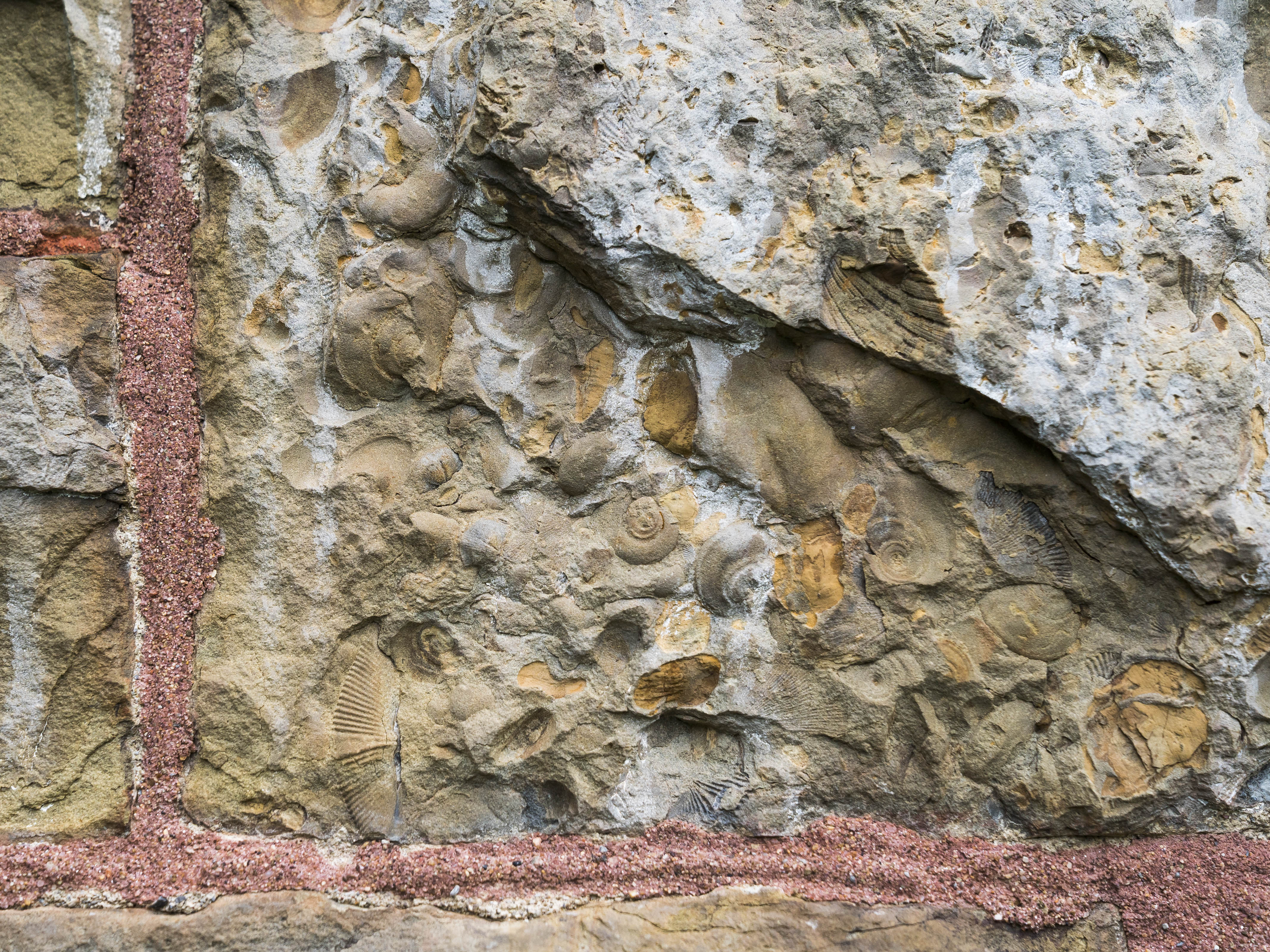 Fossils in the stone of Hascall Hall, 2018